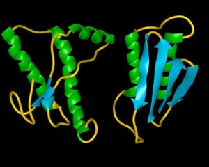 一个正常的人朊蛋白的图像，左，旁边的一个致病朊蛋白，这两者都是由斯坦利·普鲁西纳发现。斯坦利博士布鲁希纳和Fred Cohen博士的照片。由AP /大世界照片的转载。